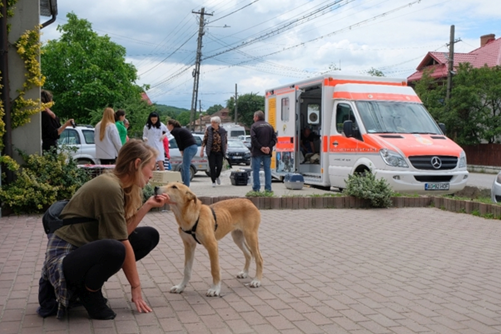 Sterilizare_gratuita_2.jpg