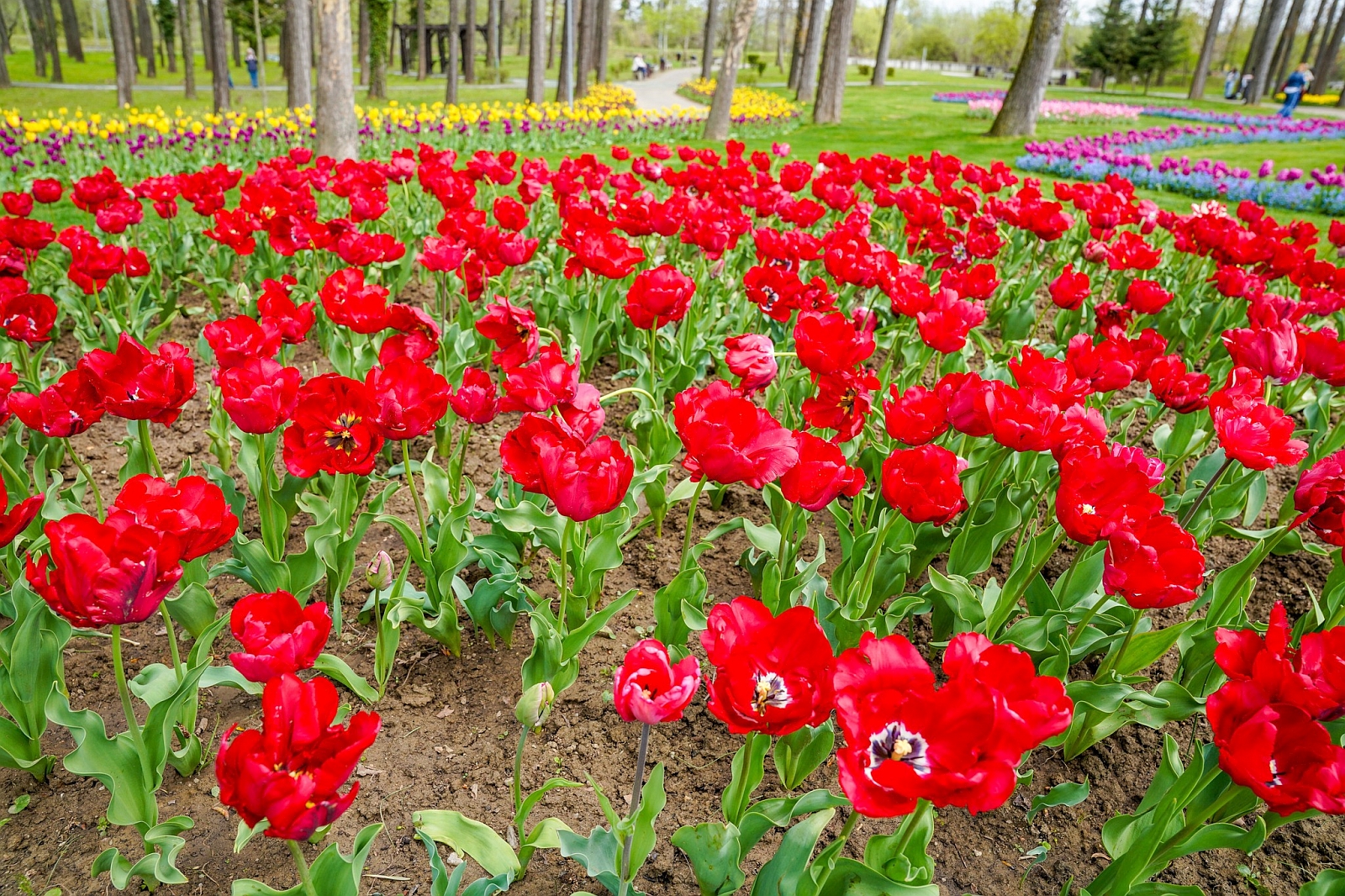 Simfonia_Lalelelor (14).jpg