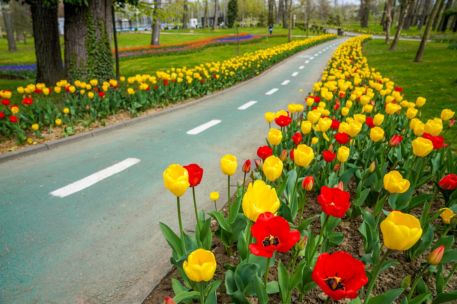 Simfonia_Lalelelor (3).jpg